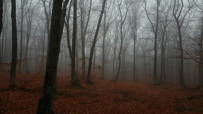 Dark tree with big roots. Foggy forest during autumn moody morning. Red leaves on the ground. Camera moves backward