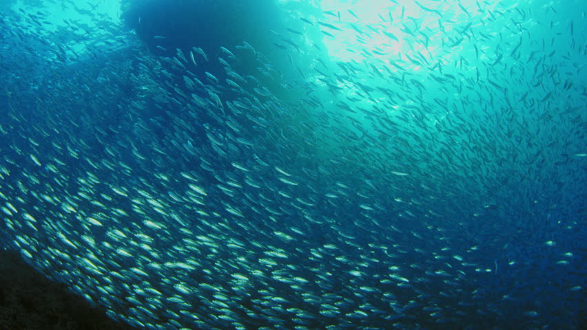 Large school of fish, Blacktip sardinella (Sardinella melanura) ripples and sways under a jetty, Raja Ampat, Indonesia | Shutterstock HD Video #1019106196