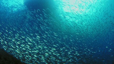 Large school of fish, Blacktip sardinella (Sardinella melanura) ripples and sways under a jetty, Raja Ampat, Indonesia