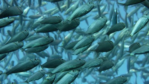 Large school of fish, Blacktip sardinella (Sardinella melanura) ripples and sways,Lens flare Raja Ampat, Indonesia