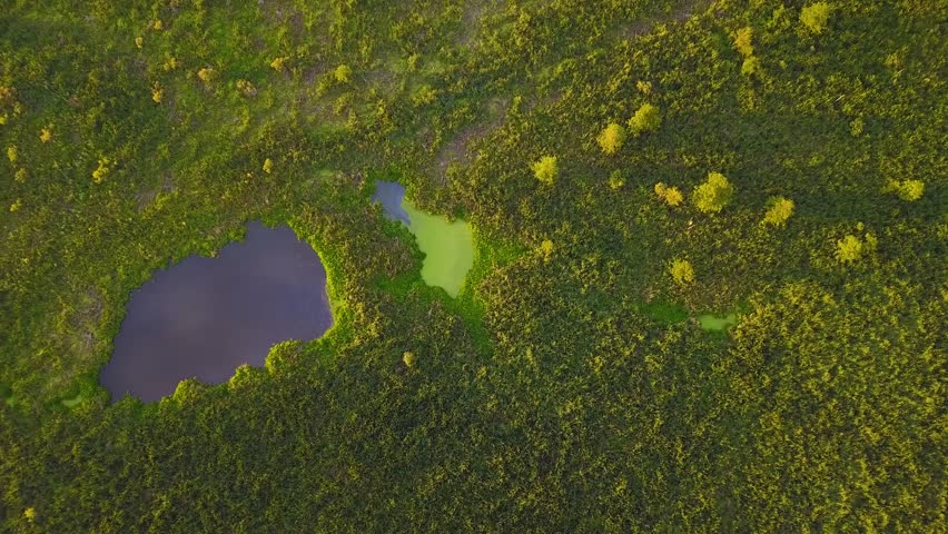 Top view of wet swamp with water puddles and bog