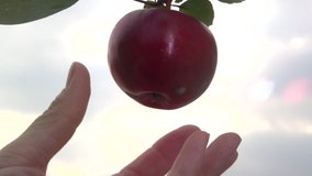an apple from a branch is plucked by a female hand