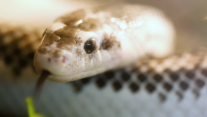 Pantherophis Obsoleta or Elaphe Obsoleta, commonly called Rat Snake.