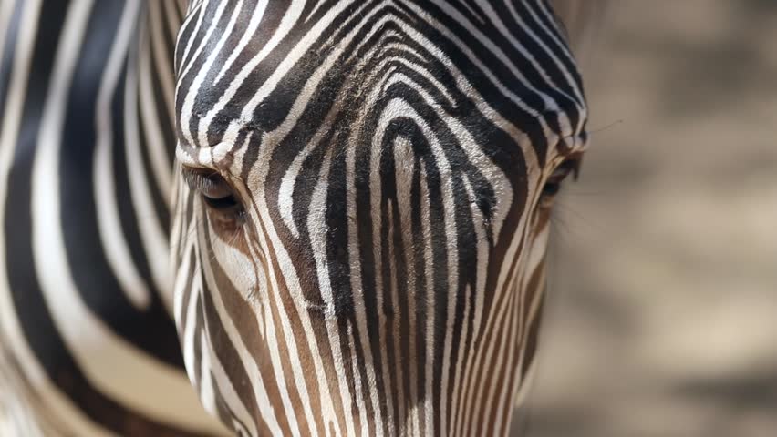 Slow motion close-up of a Grevy