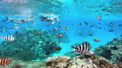 Underwater - Adult couple snorkeling and seeing beautiful corals and tropical fish in Bora Bora