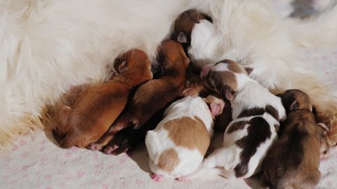 White Dog Feeds His Newborn Puppies