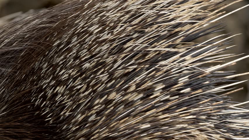 Indian crested porcupine (Hystrix indica) quills