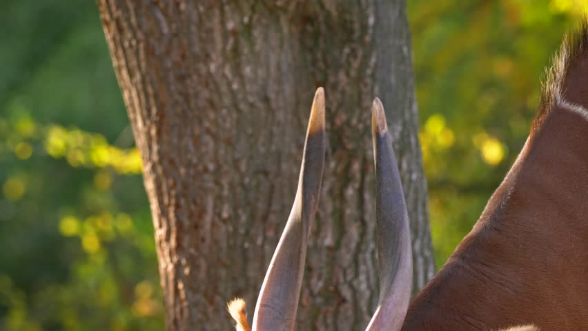 Eastern mountain bongo (Tragelaphus euryerus isaaci) chewing