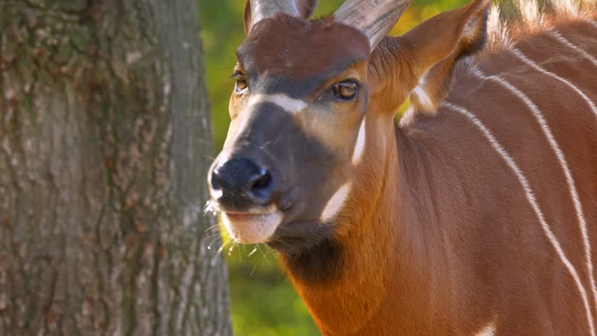 Eastern mountain bongo (Tragelaphus euryerus isaaci) chewing
