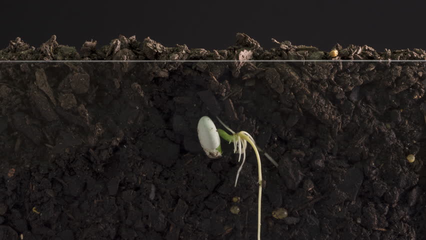 Time lapse of a seed germination and growing with roots from underground view.
