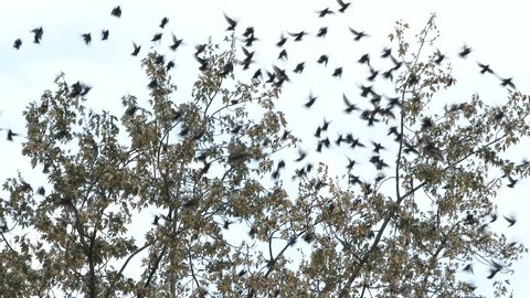 Large flock of black birds flee from tree at the same time, with sound.