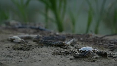 Dregs and sediments at the banks of a dried canal. These rotten crabs establish a gloomy and horrific mood.