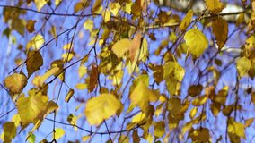 Beautiful bright golden autumnal leaves growing at birch tree outdoors isolated on sunny blue sky background. Autumn natural background. Real time 4k video footage.