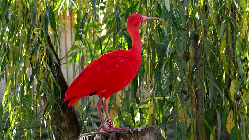 Red bird scarlet ibis (Eudocimus ruber) 