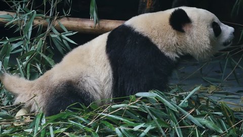 Giant Panda Poop On Bamboo Leaves Stock Footage Video (100% Royalty ...