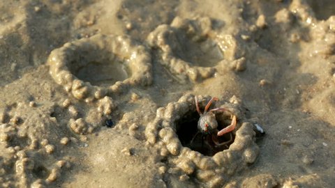 Fast motion time lapse shot of a sand bubbler crab (Dotilla) building an iglu-like cover of sand balls over the burrow during low tide in Ao Nang, Krabi, Thailand.
