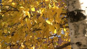 Autumn yellow leaves on the branches of a tree close-up urban video sketching clip saver transition