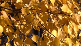 Autumn yellow leaves on the branches of a tree close-up urban video sketching clip saver transitionwith the effect of zooming and camera movement