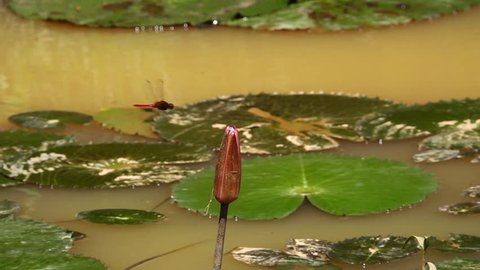 Common redbolt dragonfly flying and perching on water lily pink flower in a pond.
Dragonfly in red color in flight.
