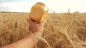 man holds a bread in a wheat field.slow motion video. successful agriculturist lifestyle in field of wheat. harvest time. bread baking vintage agriculture concept
