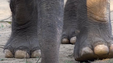 Asian elephant (Elephas maximus) feet