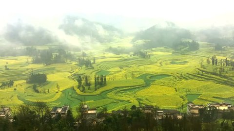 Timelapse of Canola field, rapeseed flower field with morning fog at Luoping, China.
