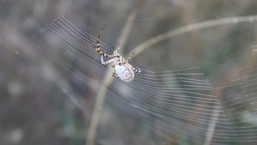 Banded Garden Spider, Orb-Weaver. Shiloh Ranch Regional Park in southeast Windsor includes oak woodlands, forests of mixed evergreens, ridges with sweeping views of the Santa Rosa Plain, canyons, roll
