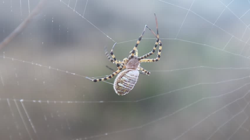 Banded Garden Spider, Orb-Weaver. Shiloh Ranch Regional Park in southeast Windsor includes oak woodlands, forests of mixed evergreens, ridges with sweeping views of the Santa Rosa Plain, canyons, roll