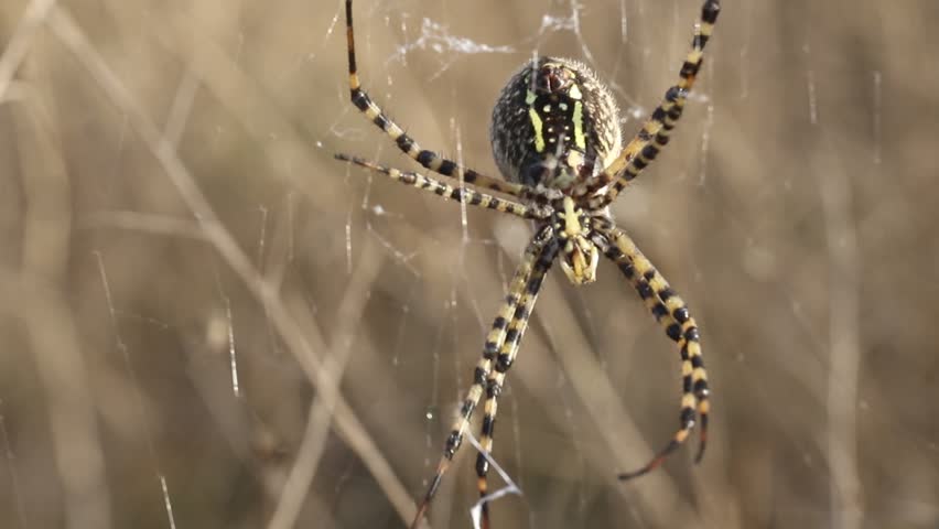 Banded Garden Spider, Orb-Weaver. Shiloh Ranch Regional Park in southeast Windsor includes oak woodlands, forests of mixed evergreens, ridges with sweeping views of the Santa Rosa Plain, canyons, roll