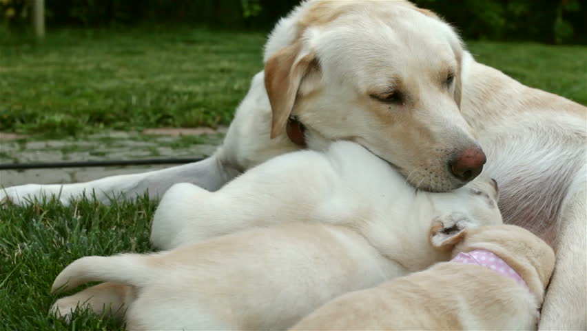 Lying puppies get eaten читать