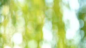 Sunny abstract green nature foliage bokeh background with soft focus. Real time 4k video footage.
