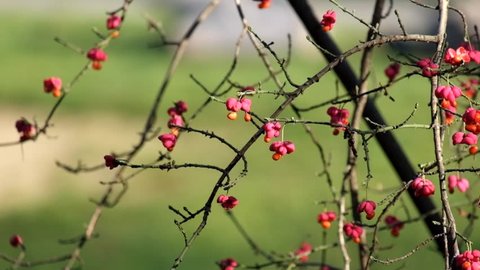 Poisonous berries of burningbush (Euonymus atropurpureus)