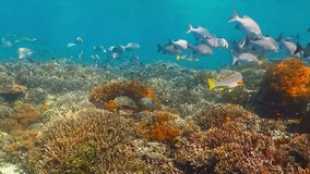 Colorful coral reef with variety of swimming tropical fish. Snorkeling on the tropical coral reef with fish. Video from swimming with underwater wildlife.