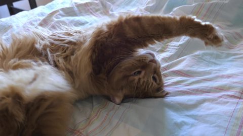 Longhaired ginger cat stretching on bed. Medium shot.