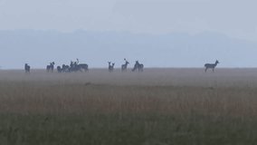 fallow deer herd in mating season ( Dama dama )