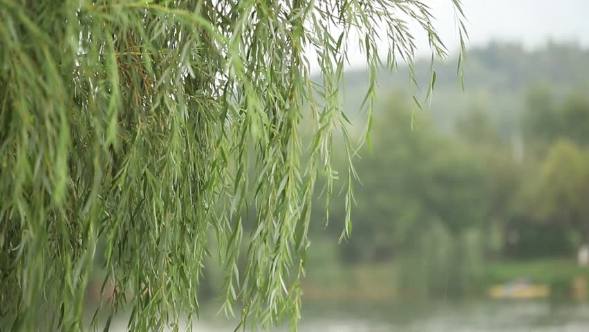Wet tree branch and downpour close up. Green tree in blurred background of rain. Water dropping on branch in forest during downpour. Autumn rain