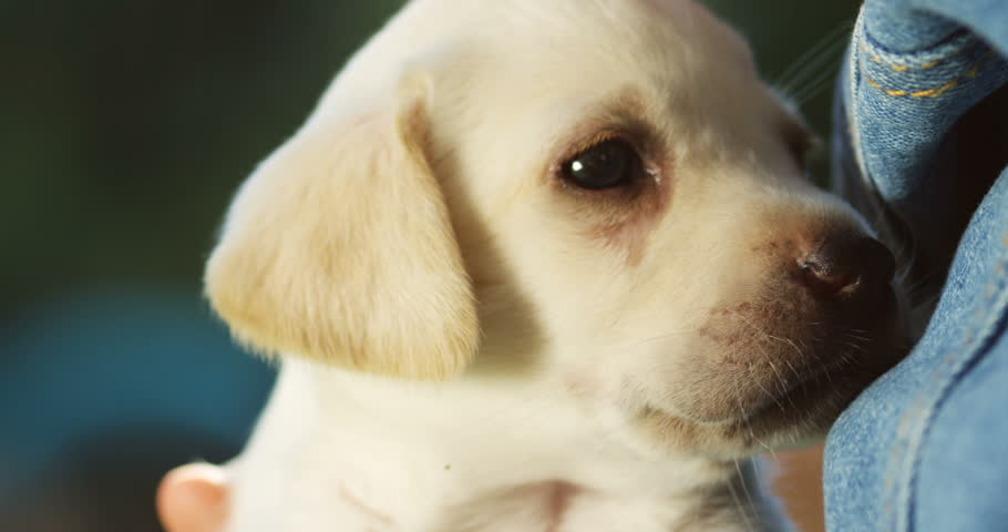 Close up of the cute labrador puppy muzzle while it sitting in arms of the Caucasian woman in jeans shirt. Outside. | Shutterstock HD Video #1019241217