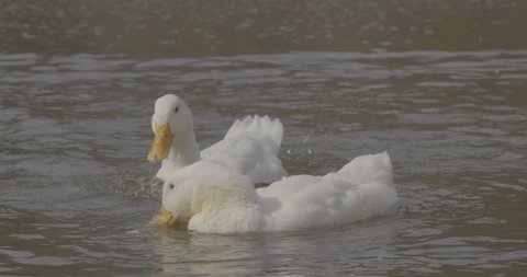 Wild beautiful Ducks are swimming in lake nature slow motion filmistic, cinematic footage. Shot in Red Epic Dragon camera 