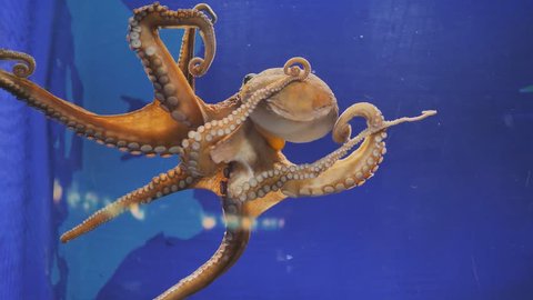 Octopus crawls on the glass of the aquarium.