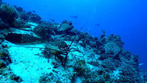 A banded spiny lobster, Panulirus marginatus, sits on a rocky reef outcropping in clear blue tropical water.  Divers can be seen in the distant background.