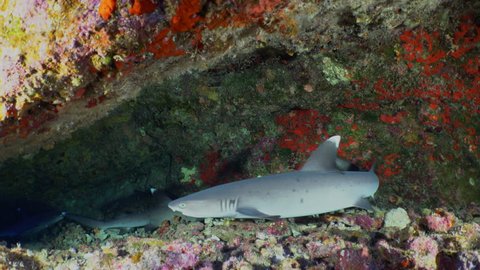 White tip reef sharks, Triaenodon obesus, hide under a rocky reef shelf in the clear tropical Pacific ocean.