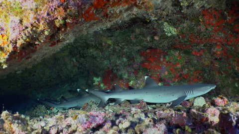 White tip reef sharks, Triaenodon obesus, hide under a rocky reef shelf in the clear tropical Pacific ocean.