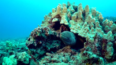 A large white mouth moray eel, Gymnothorax meleagris, looks out from a hiding place in a rocky coral reef in the clear blue tropical pacific ocean.
