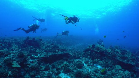 A guided group of scuba divers swim over a rocky tropical Hawaiian reef in the clear blue ocean.