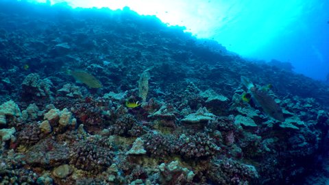 Several scrawled file fish, Aluterus scriptus, swim over a tropical pacific reef in clear blue water, along with different species of butterfly fish.  Scuba divers swim in the background.