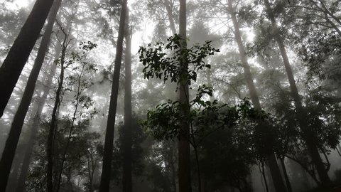 4K time lapse video of forest with fog flowing, Thailand.