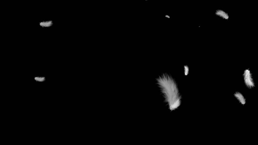 White fluffy feathers fly in the air on a black background HD 1920x1080