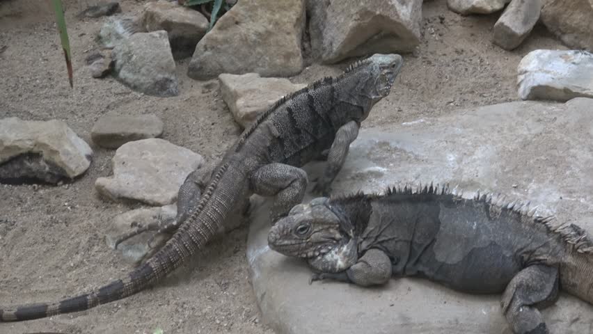 Cuban rock iguana (cyclura nubila) 
