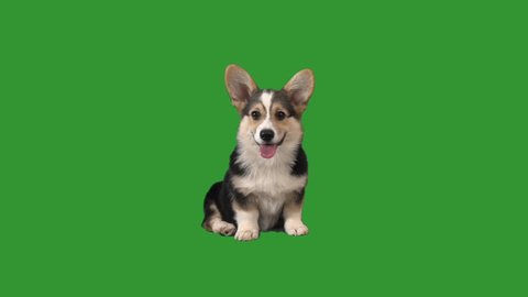 puppy is yawning on the green screen