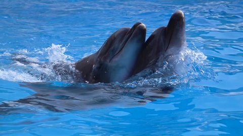 Dolphin couples swimming in blue water . Slow motion
